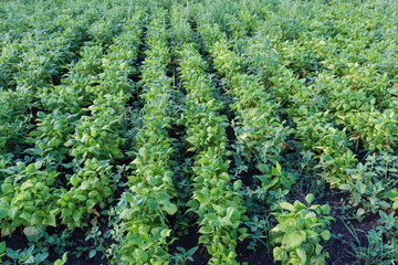 Rows of young bean plants with on a field