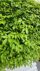 Obraz premium Natural green background of Andaman satinwood. Murraya paniculata is a medium sized evergreen tree with glossy dark green leaves are crushed and have a strong pungent smell. Oil glands on leaf blade.