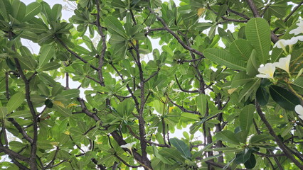 View from under the Frangipani tree, Pagoda Tree. The distinct branches and patterns on underside of the leaves can be seen. Plumeria obtusa leaves are thick, tough ,midribs branch out like feathers.
