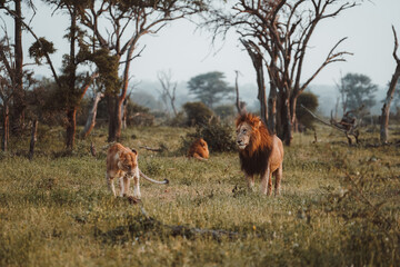 group of lions in krugger park at the sunrise 