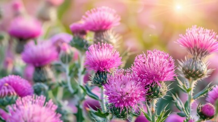 Obraz premium Close up of pink milk thistle flowers and their medicinal uses
