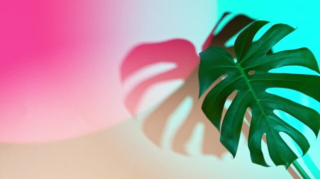 Super slow motion shot of green monstera leaf on pastel colored background. Filmed on high speed cinematic camera at 1000 fps.