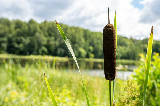 Typha Shingles รูปภาพTypha – เลือกดูภาพถ่ายสต็อก เวกเตอร์ และวิดีโอ39,398 | Adobe Stock