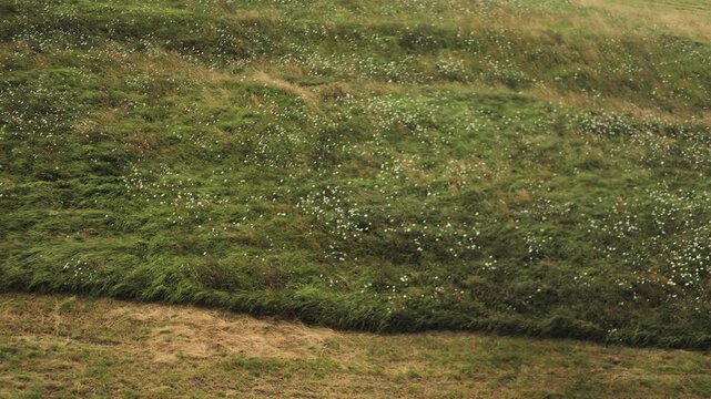 Hypnotic, slow video of landscape floating in front of the camera, green meadows with flowers, autumn, lyrical mood, greenery and nature, wildflowers, strong wind, northern countries, botany, tourism