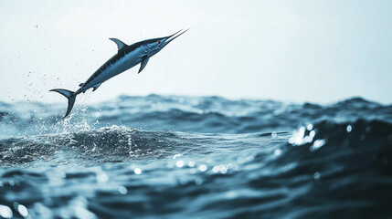 Fototapeta premium Sailfish jump out of the sea.