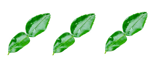 Top view set of three green bergamot leaves isolated with clipping path in png file format