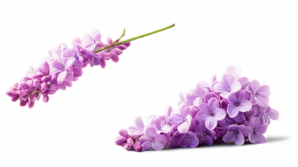 Falling lilac flower isolated on transparent background