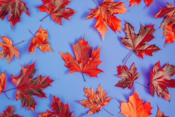 Autumn Leaves on Blue