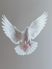 Obraz premium Flying dove. Pigeon on a grey background.