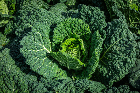 beautiful green savoy cabbage in detail