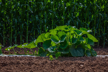 pumpkin plant in front of a corn field