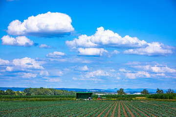 Obraz premium summer scene landscape on the fields with good view