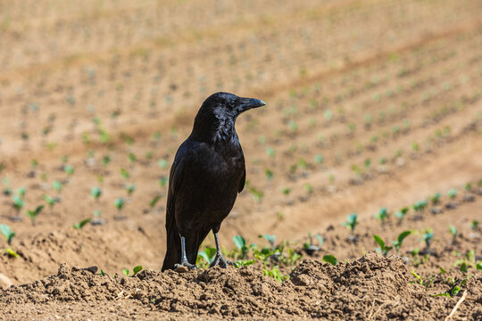 crow sitting on a field with bedding plants