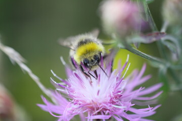 hummel