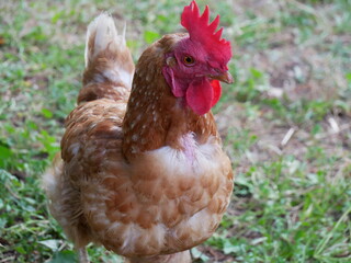 Closeup shot of a chicken on a grassy field
