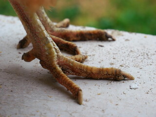 Closeup of chicken legs on a rocky surface