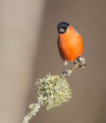 Eurasian Bullfinch - male at a wet forest in spring