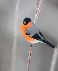 Eurasian Bullfinch - male at a wet forest in spring