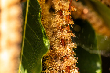 Castanea sativa pertenece a la familia de Fagaceae.