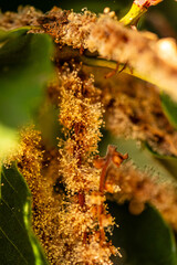 Castanea sativa pertenece a la familia de Fagaceae.