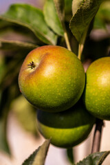 Malus domestica pertenece a la familia de Rosaceae.