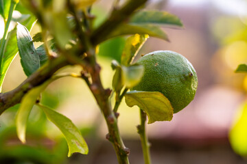 Citrus × aurantifolia pertenece a la familia de Rutaceae.