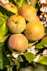 Malus domestica pertenece a la familia de Rosaceae.