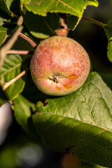 Malus domestica pertenece a la familia de Rosaceae.