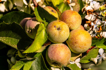 Malus domestica pertenece a la familia de Rosaceae.