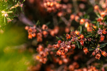 Erica canariensis pertenece a la familia de Ericaceae.