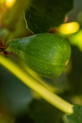 Ficus carica pertenece a la familia de Moraceae.