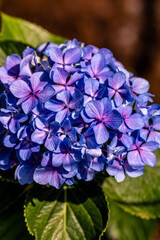 Hydrangea sp pertenece a la familia de Hydrangeaceae.