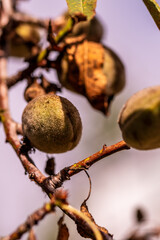 Prunus dulcis pertenece a la familia de Rosaceae.