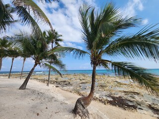 Palm trees on the beach in Mexico 