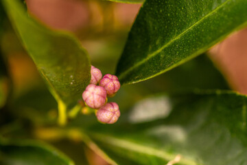 Citrus × aurantifolia pertenece a la familia de Rutaceae.