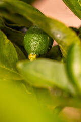 Citrus &times; aurantifolia pertenece a la familia de Rutaceae.