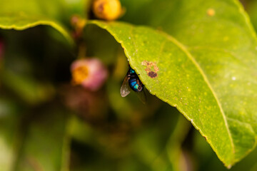 Mosca posada en la hoja de un limonero.