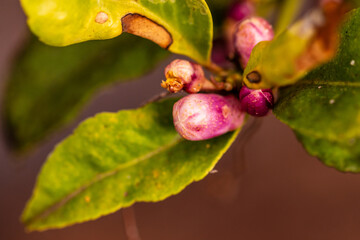 Citrus × aurantifolia pertenece a la familia de Rutaceae.