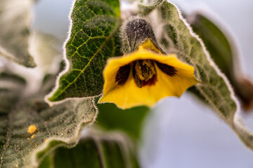 Physalis peruviana pertenece a la familia de Solanaceae. © CarlosHerreros