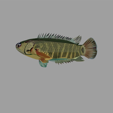 Anabas testudineus fish vector design, with attractive colors for children's book covers or clothing logos and others