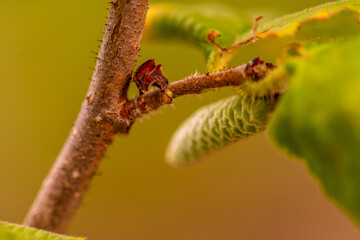 Corylus avellana pertenece a la familia de Betulaceae.
