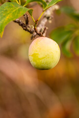Prunus domestica pertenece a la familia de Rosaceae.