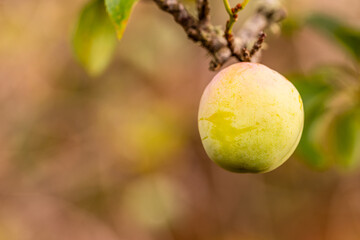 Prunus domestica pertenece a la familia de Rosaceae.