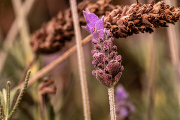 Lavandula dentata pertenece a la familia de Lamiaceae.