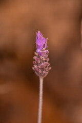 Lavandula dentata pertenece a la familia de Lamiaceae.