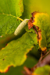Corylus avellana pertenece a la familia de Betulaceae.