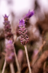 Lavandula dentata pertenece a la familia de Lamiaceae.