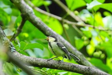 木の枝に止まるシジュウカラの幼鳥