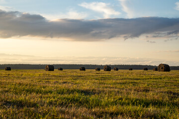 Fototapeta premium Rolls of hay. Beautiful landscape agricultural field of straw rolled into bales. 