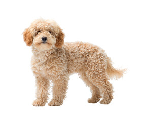 Cute Poodle dog looking at camera